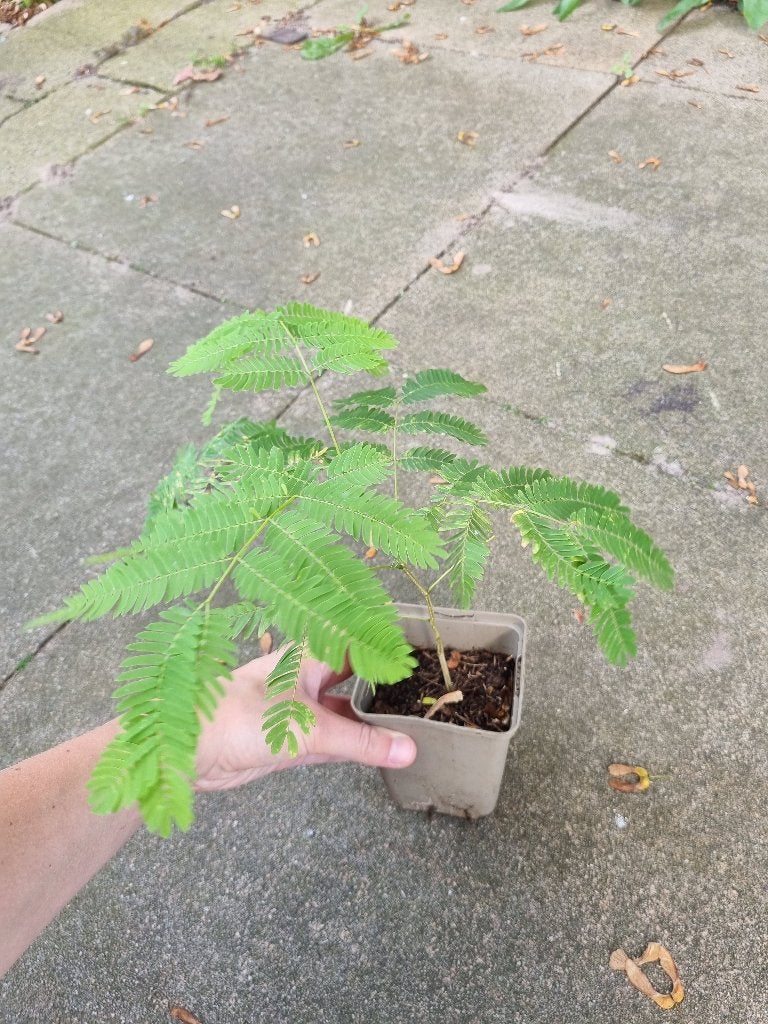 Albizia julibrissin - Perzische slaapboom, Halfschaduw, Overige soorten, Minder dan 100 cm, Zomer