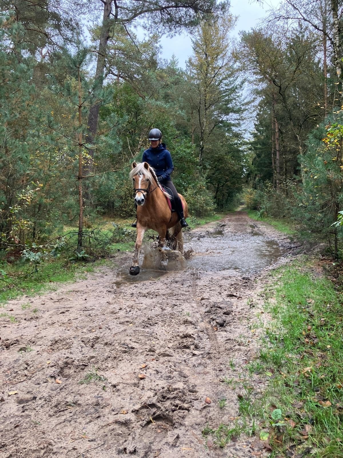 Mooie, lieve 16 jarige haflinger merrie, Dieren en Toebehoren, Pony's, Merrie, Met stamboom, L, 11 jaar of ouder