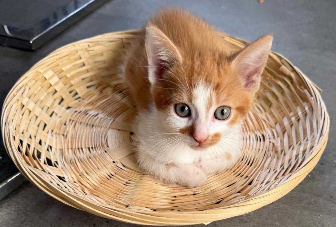 super mooie kittens