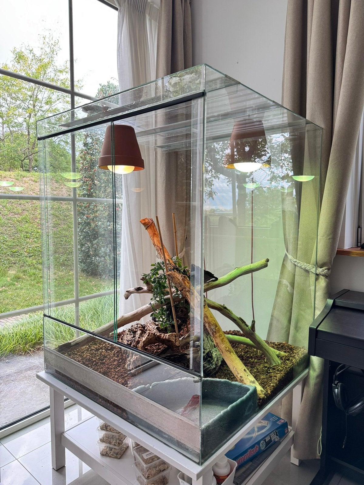 Wateragamen, zoeken een nieuw warm huis!!, Dieren en Toebehoren, Hagedis, Met terrarium, 7 tot 10 jaar