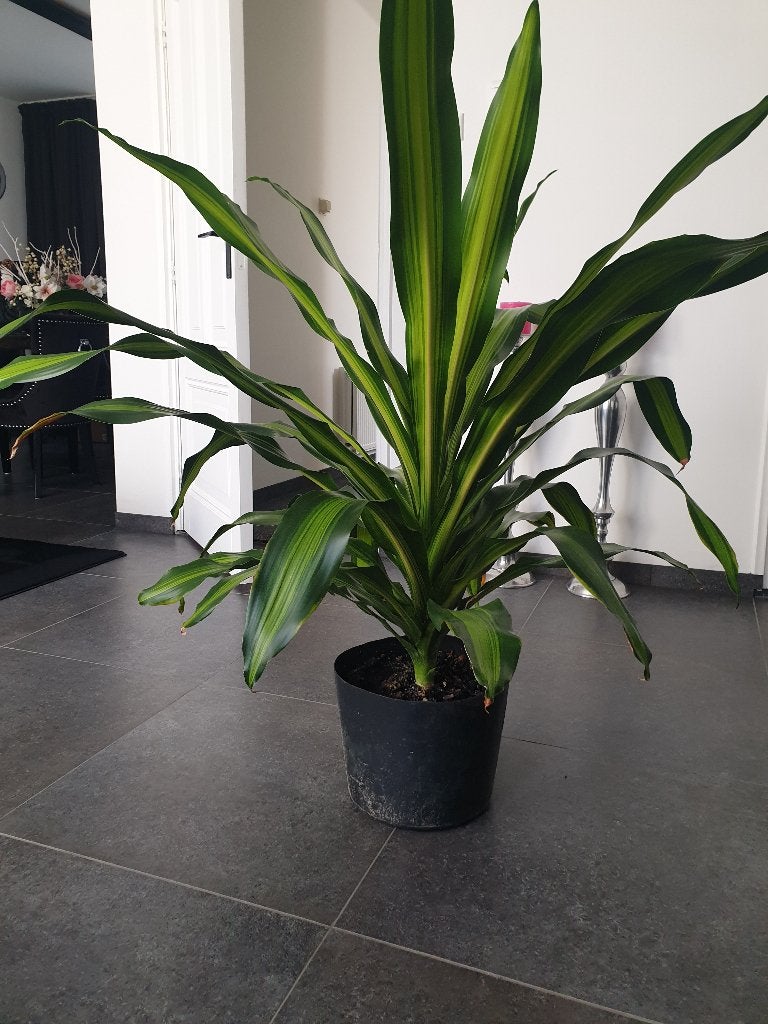 Plant, Ophalen, 100 tot 150 cm, Overige soorten, Halfschaduw