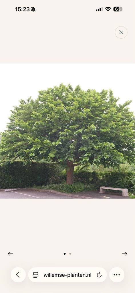 Witte moerbei bladeren gezocht voor zijderupsen, Tuin en Terras, Planten | Bomen, Volle zon, Lente, 400 cm of meer, Overige soorten