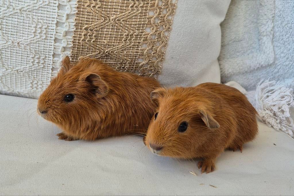bruine jonge cavia's.   2 beertjes. Mogen verhuizen, Maart, Meerdere dieren, Cavia
