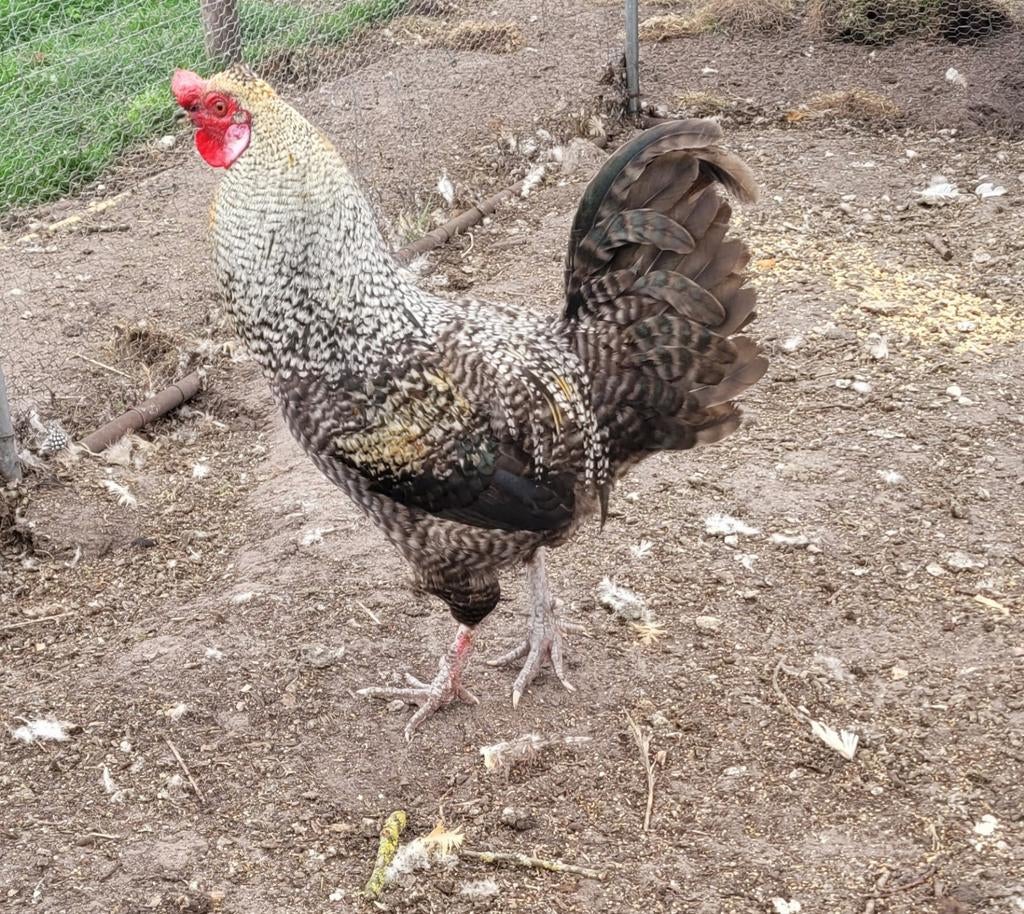 Prachtige grote kleurlegger haan, Meerdere dieren, Kip