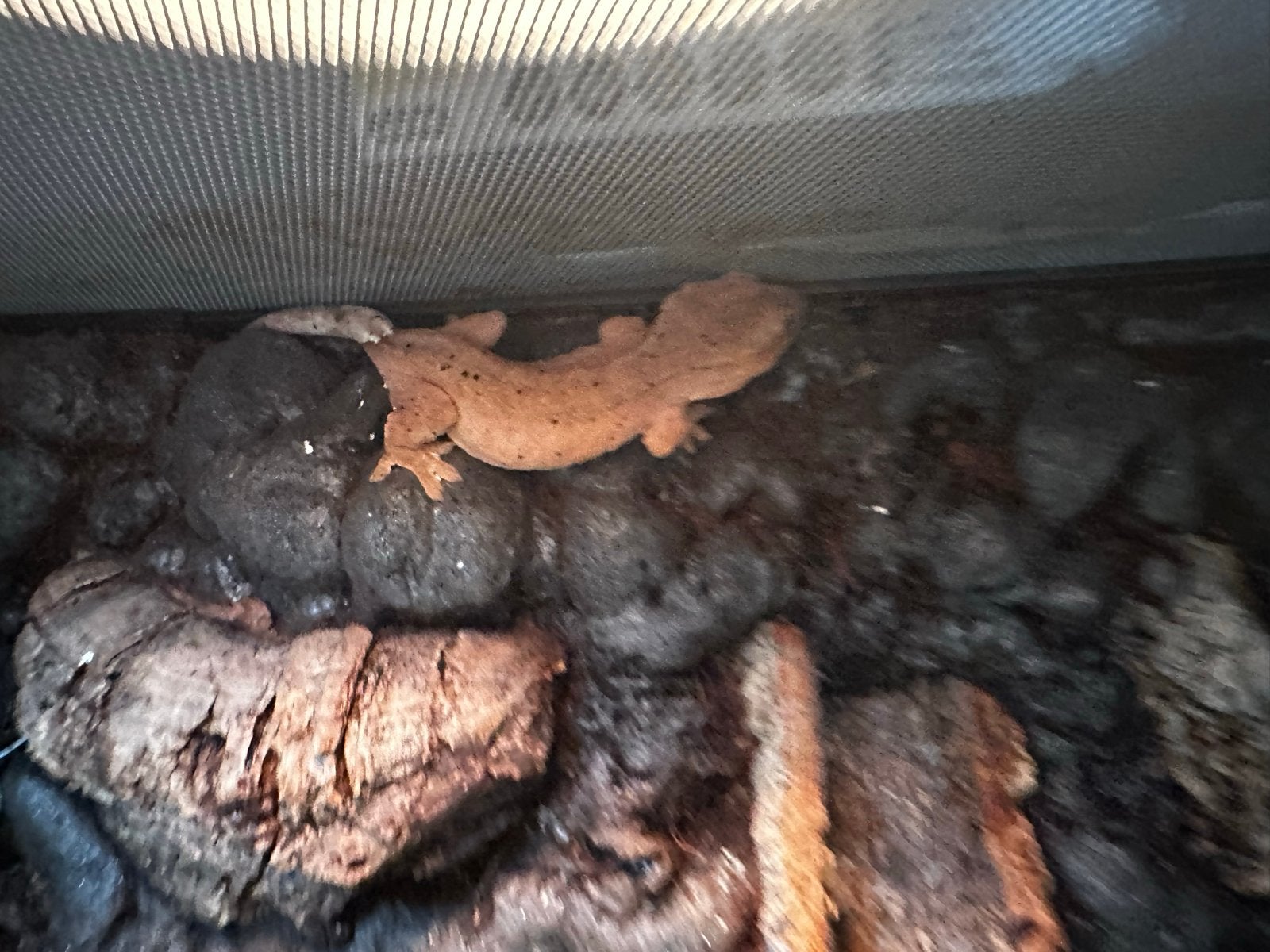 Wimpergekko's Crested Gecko photo 7