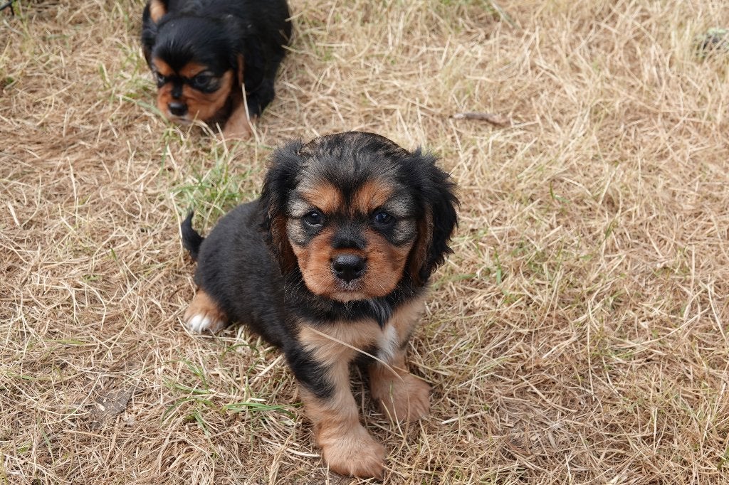 Cavalier King Charles Spaniel   (outcross), Dieren en Toebehoren, Parvo, Nederland, 8 tot 15 weken, Meerdere