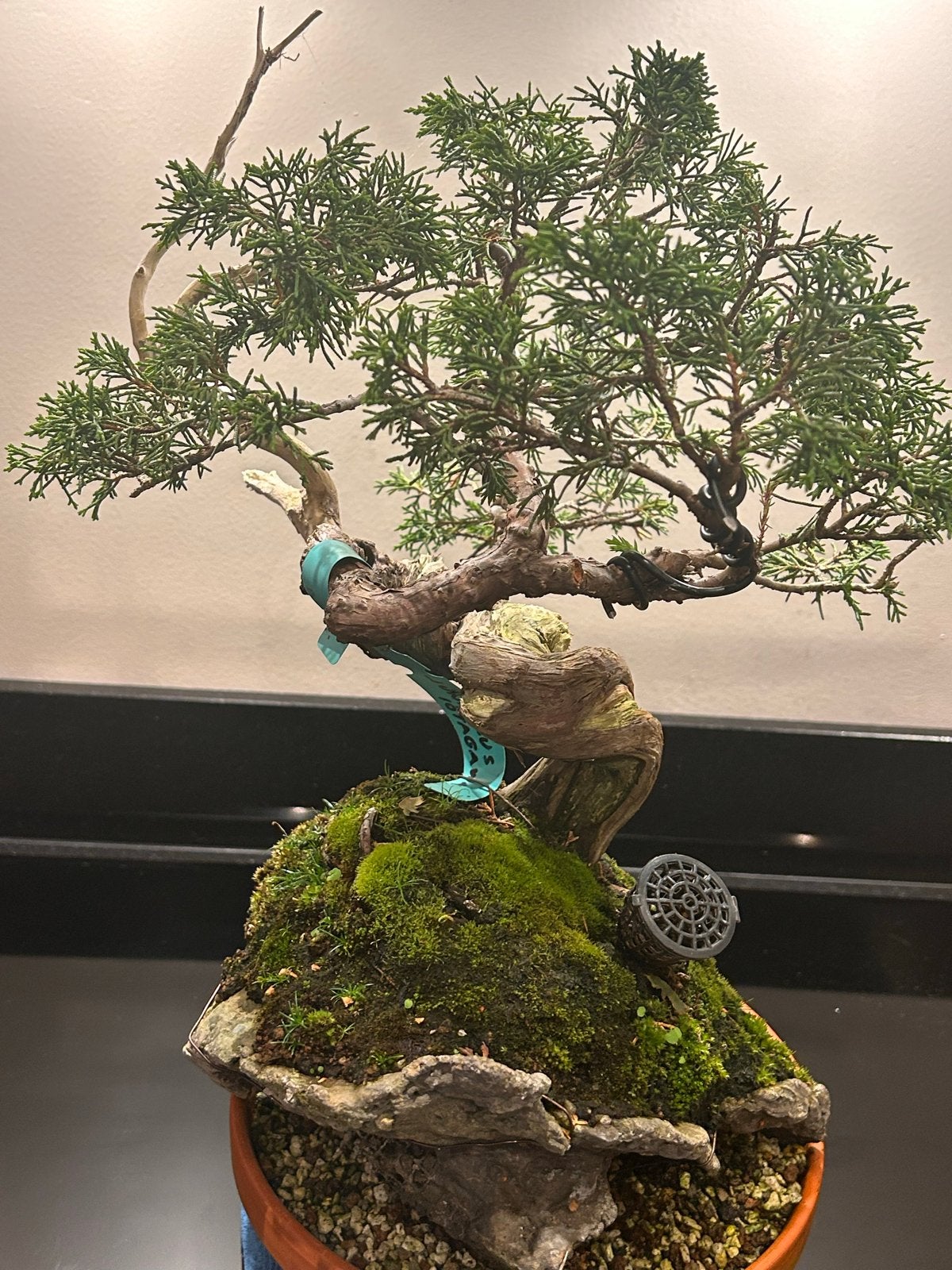 Juniperus itoigawa Bonsai - Unieke Vormgeving, Volle zon, Vaste plant, Bloeit niet, Ophalen