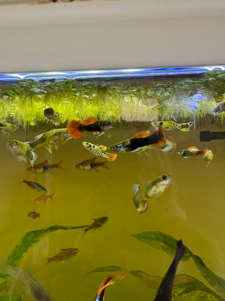 Guppen, guppies, gup, Vis