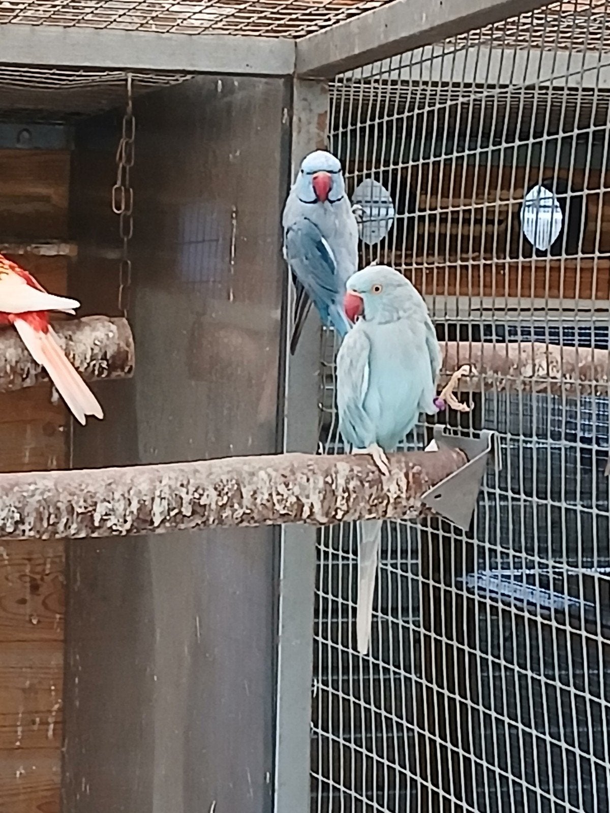 te koop een bewezen koppel blauwe halsbanden, Dieren en Toebehoren, Vogels | Parkieten en Papegaaien, Meerdere dieren, Parkiet
