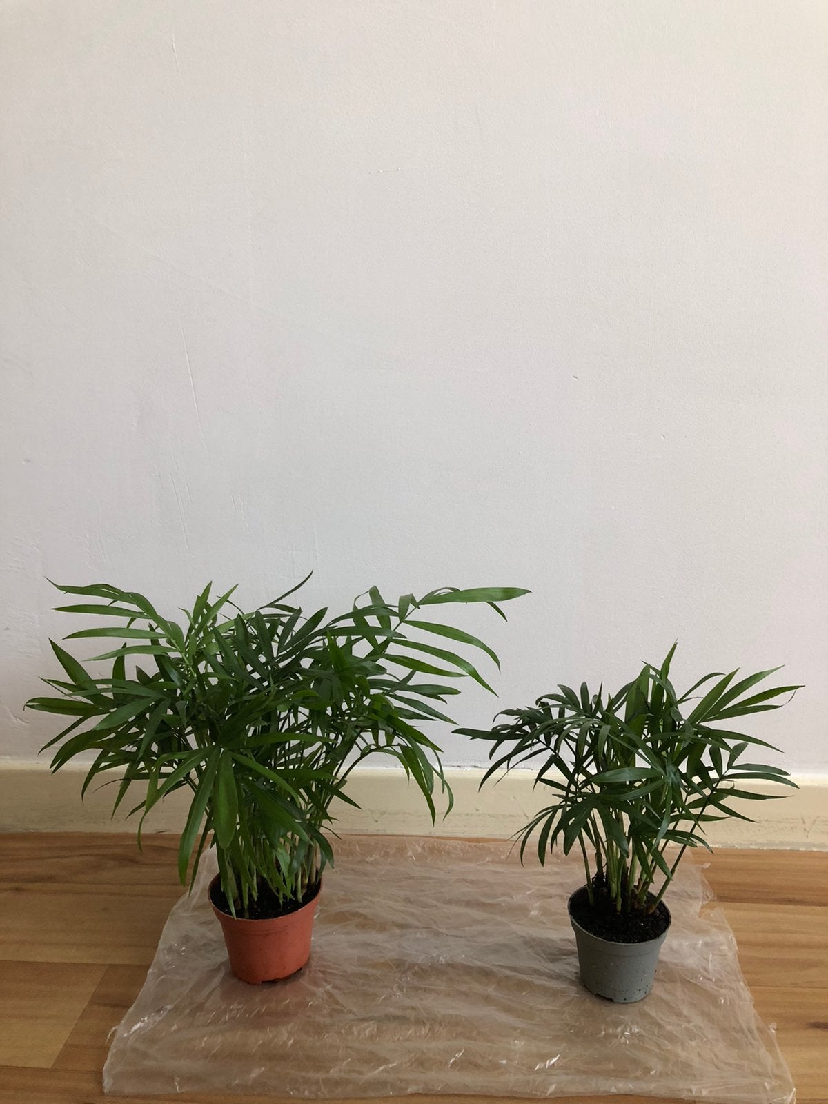 Palm 2x, Ophalen, Halfschaduw, Minder dan 100 cm
