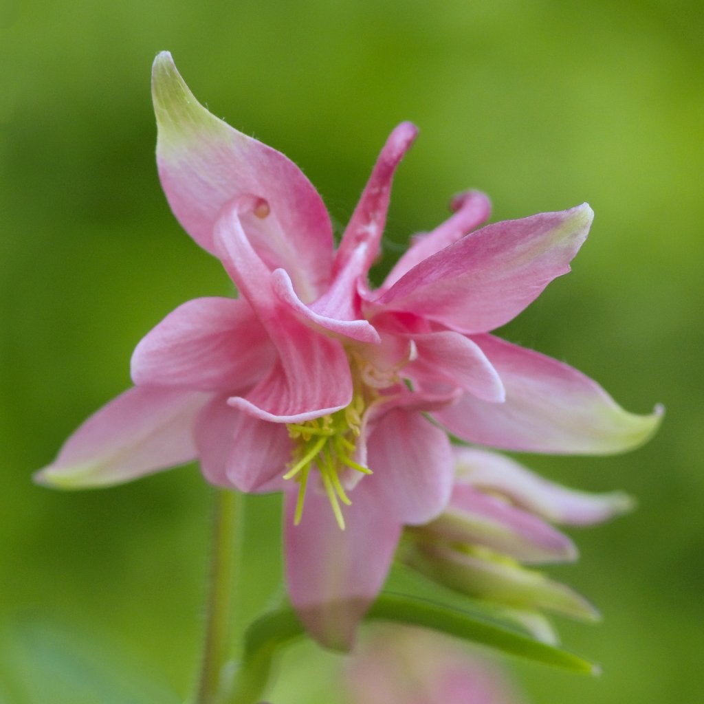 Zaden akelei roze mix (Aquilegia mix), Ophalen of Verzenden, Najaar, Halfschaduw, Zaad