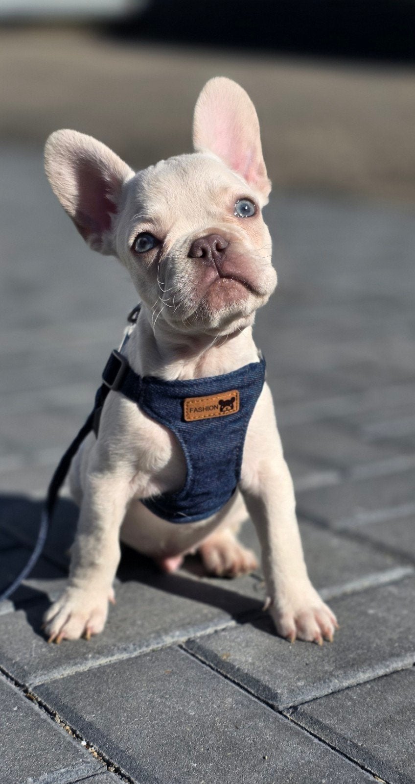 💙 Super lieve knappe x franse bulldog reu pup 💙, Reu, CDV (hondenziekte), 8 tot 15 weken, Bulldog
