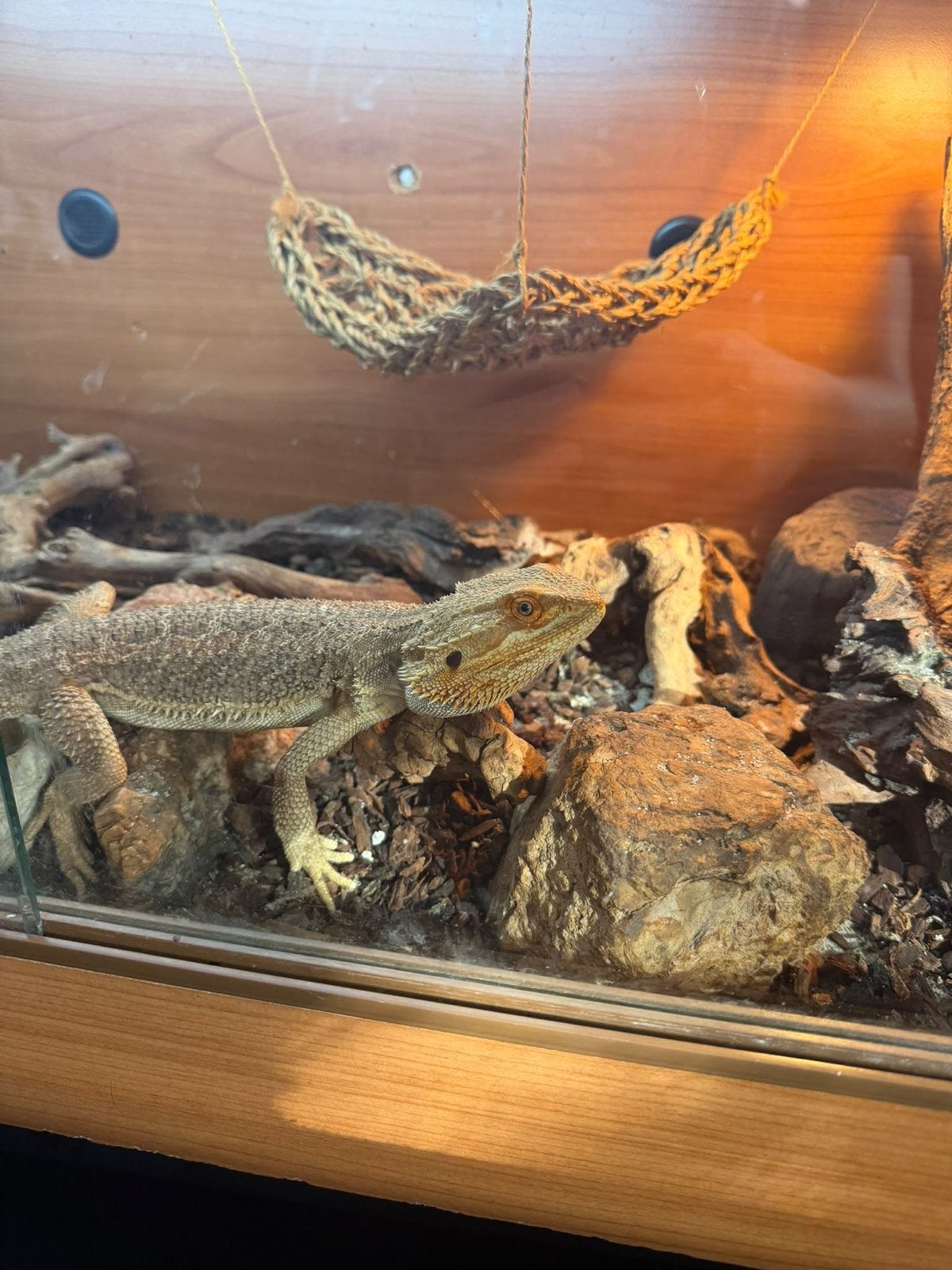 Baardagaam 2 jaar inclusief terrarium Bearded Dragon photo 2