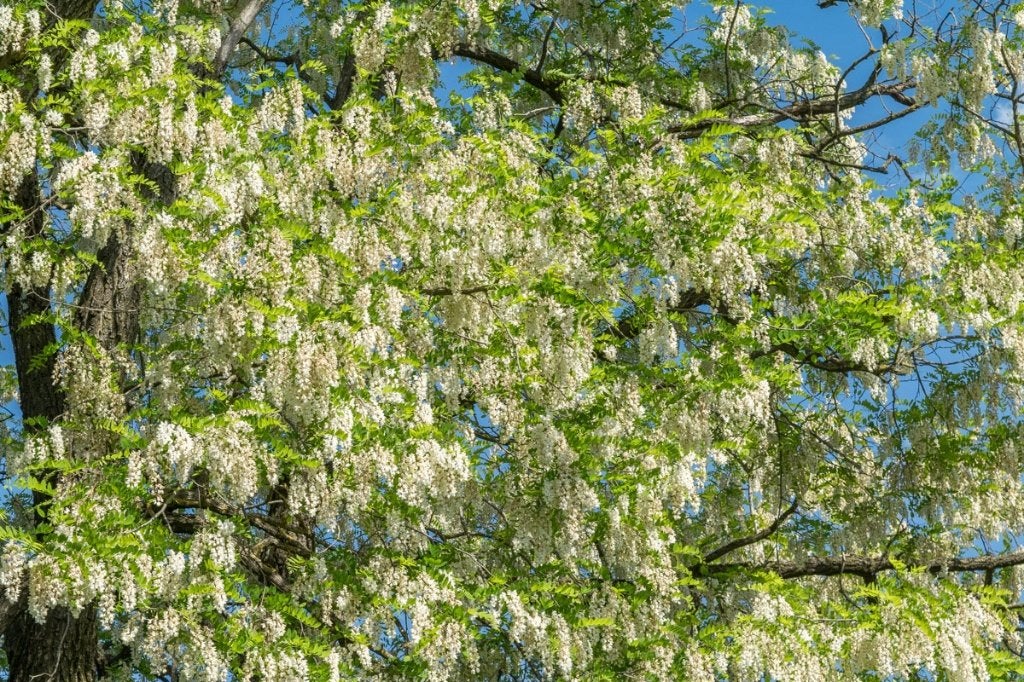 ACACIA HONING, Diversen, Verzenden