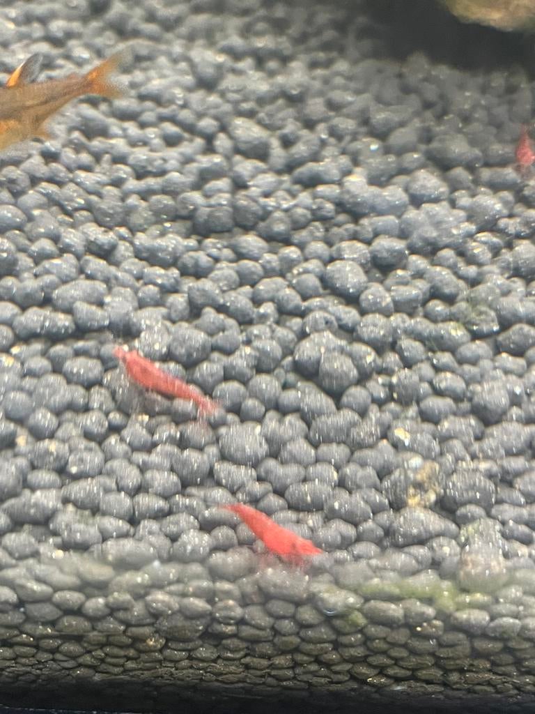 Neocaridina garnalen rood, blauw en zwart wit zwart, Kreeft, Krab of Garnaal
