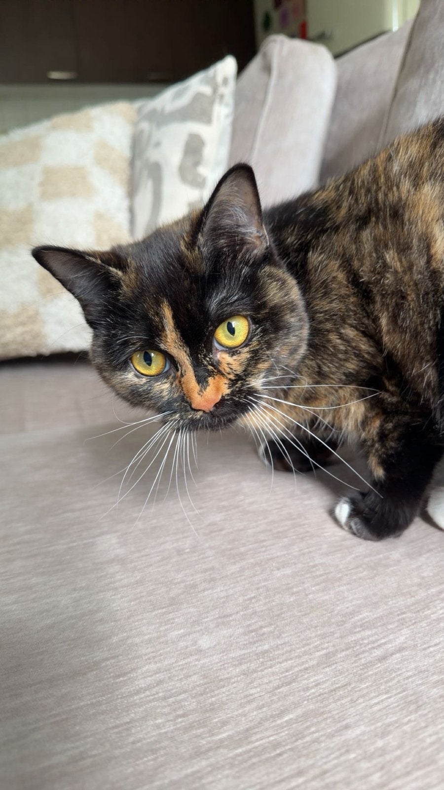 2 poezen beschikbaar, Poes, Gechipt