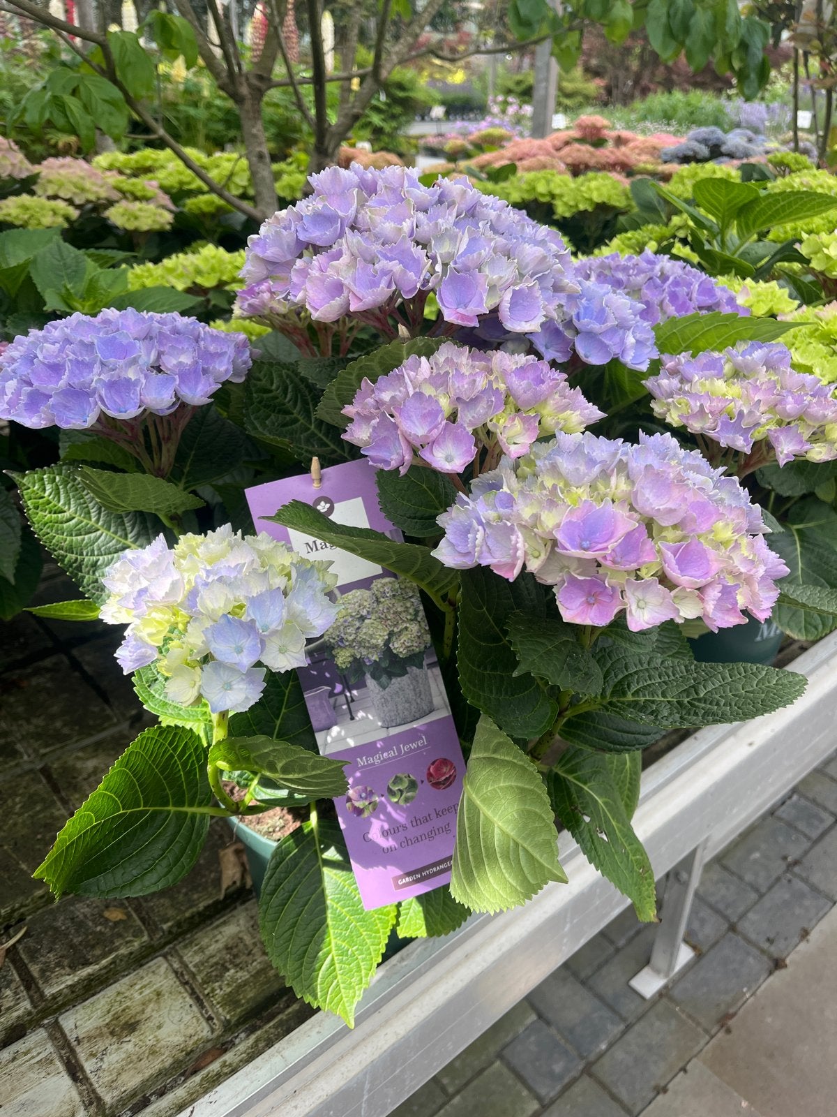 hortensia Magical jewel €24,95, Tuin en Terras, Overige soorten, Vaste plant, Ophalen of Verzenden, Halfschaduw