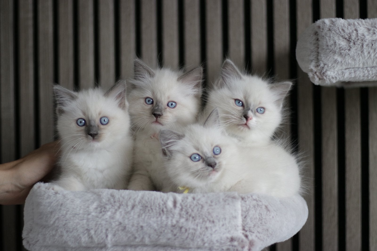 Prachtige Ragdoll kittens zoeken een liefdevol thuis, Poes, Gechipt, 0 tot 2 jaar