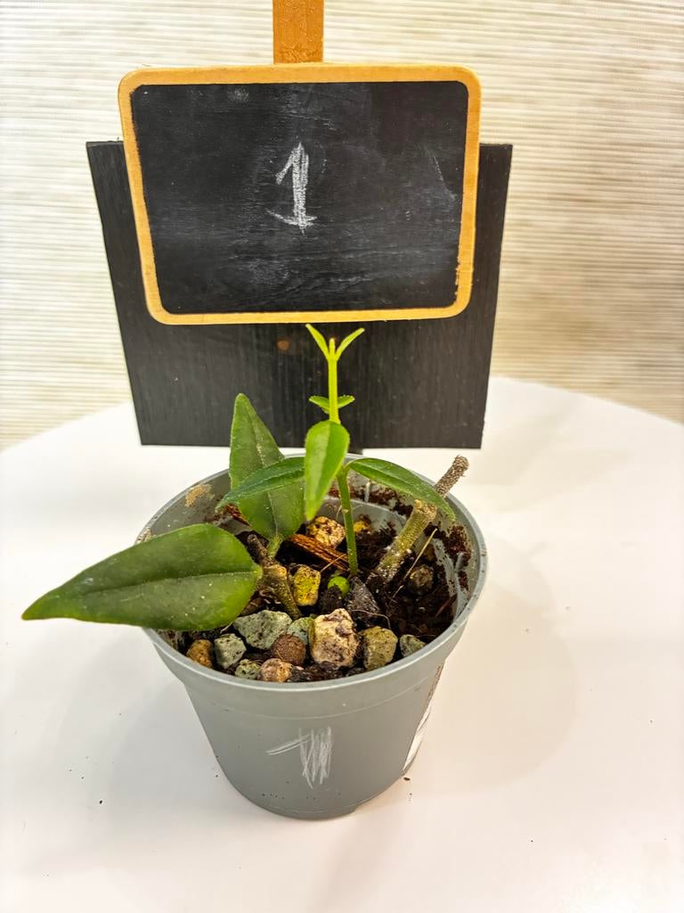 Goed gewortelde en uitgroeiende Hoya Bella stek, Overige soorten, In pot, Minder dan 100 cm, Bloeiende kamerplant