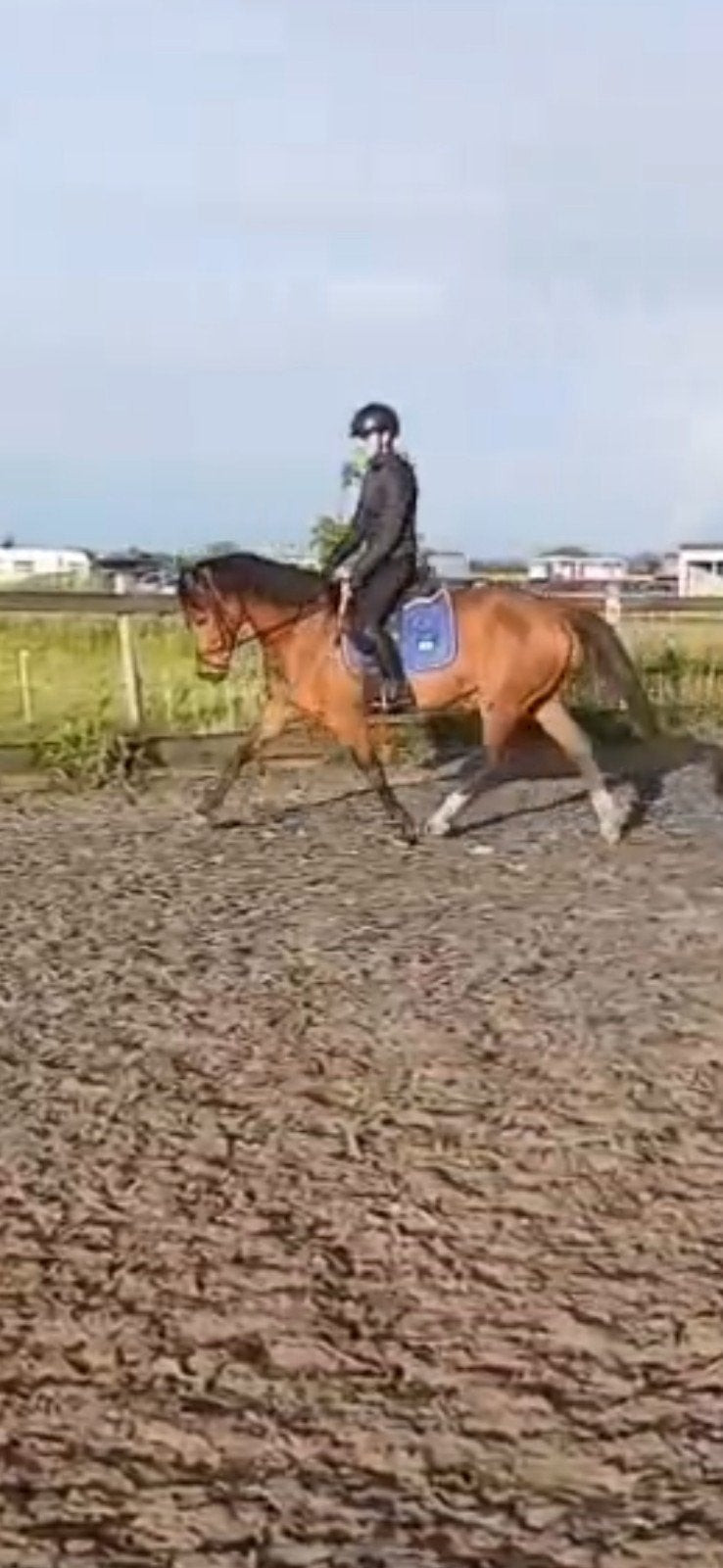 Mooie KWPN merrie v.Dreamboy E pony, Merrie, Minder dan 160 cm, Dressuurpaard, 7 tot 10 jaar