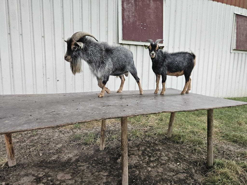 Blauwschimmel en tan dwerggeit bok, Dieren en Toebehoren, Mannelijk, Geit
