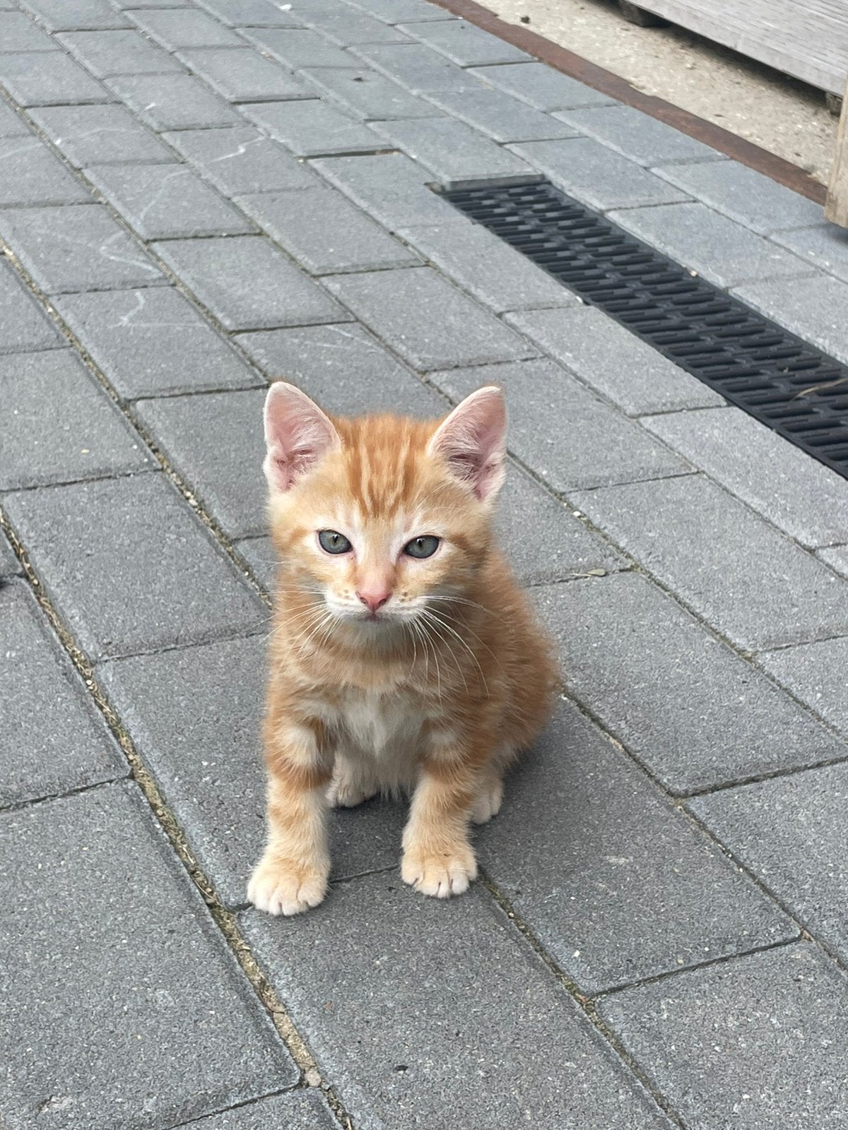 Lieve tamme boederij kittens 3/5, Dieren en Toebehoren, Katten en Kittens | Overige Katten, Meerdere dieren
