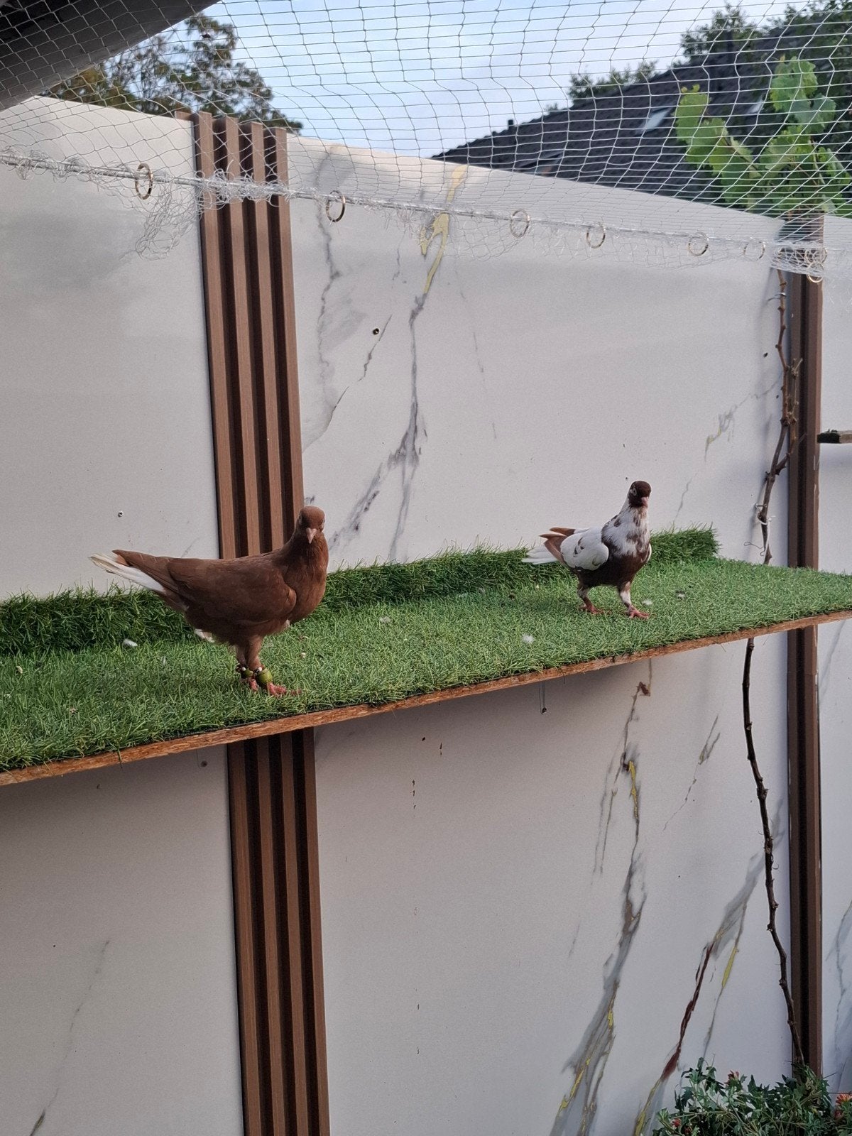 te koop mooi kopple sierduiven, Dieren en Toebehoren