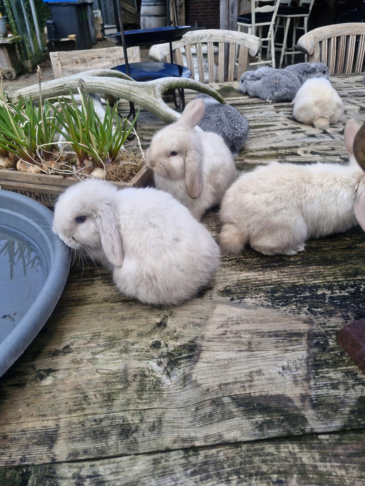Sallander en Nederlandse Dwerghangoor  te koop!, Dieren en Toebehoren, Meerdere dieren, Dwerg, Hangoor, 0 tot 2 jaar