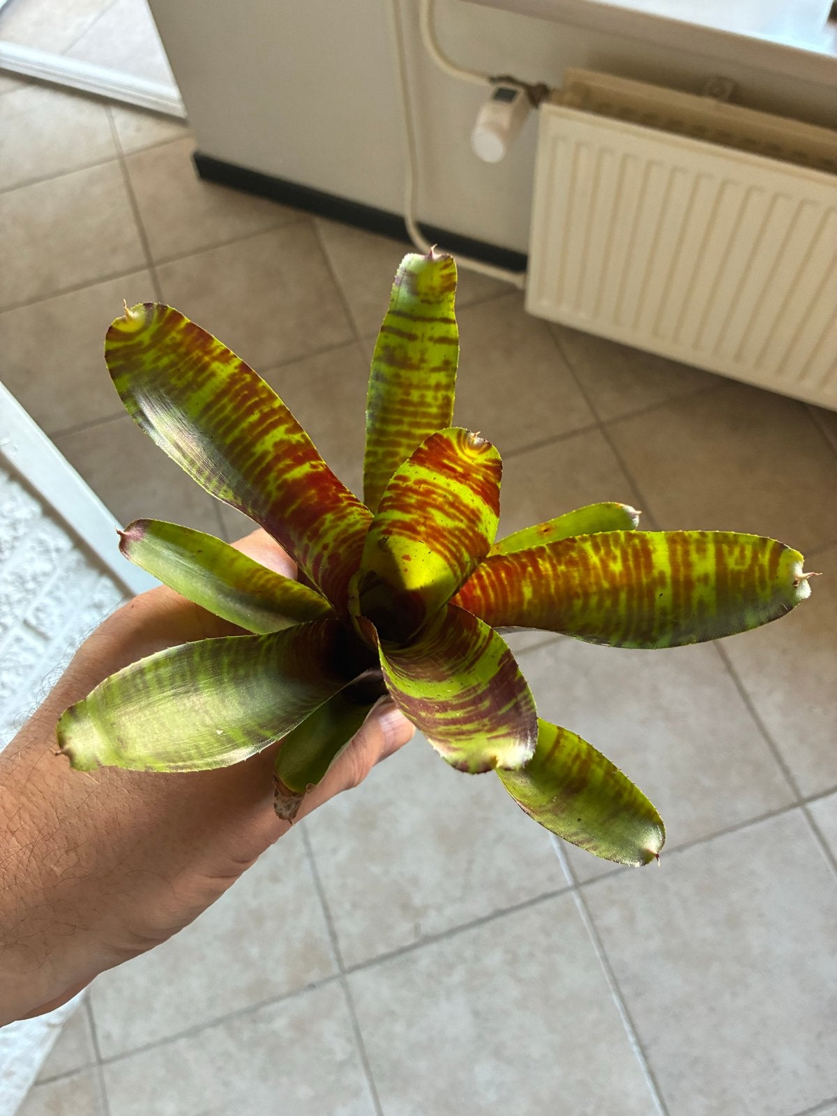 Neoregelia blussing tiger, Ophalen, Overige soorten, Halfschaduw, Minder dan 100 cm