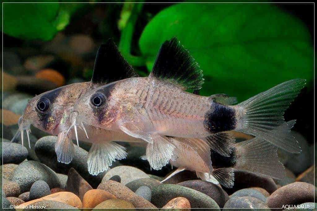 Corydoras panda, Dieren en Toebehoren, Vis, Zoetwatervis