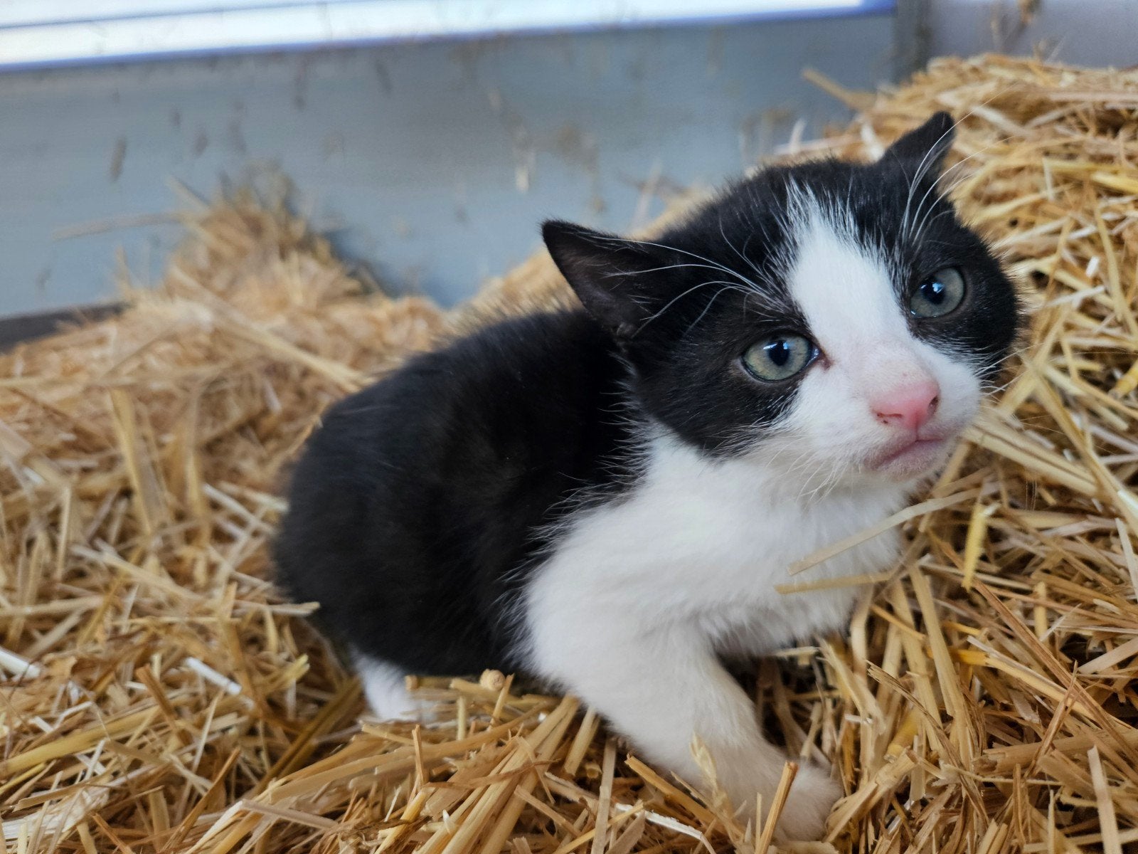 Kittens, Dieren en Toebehoren, Meerdere dieren, Kortharig, 0 tot 2 jaar