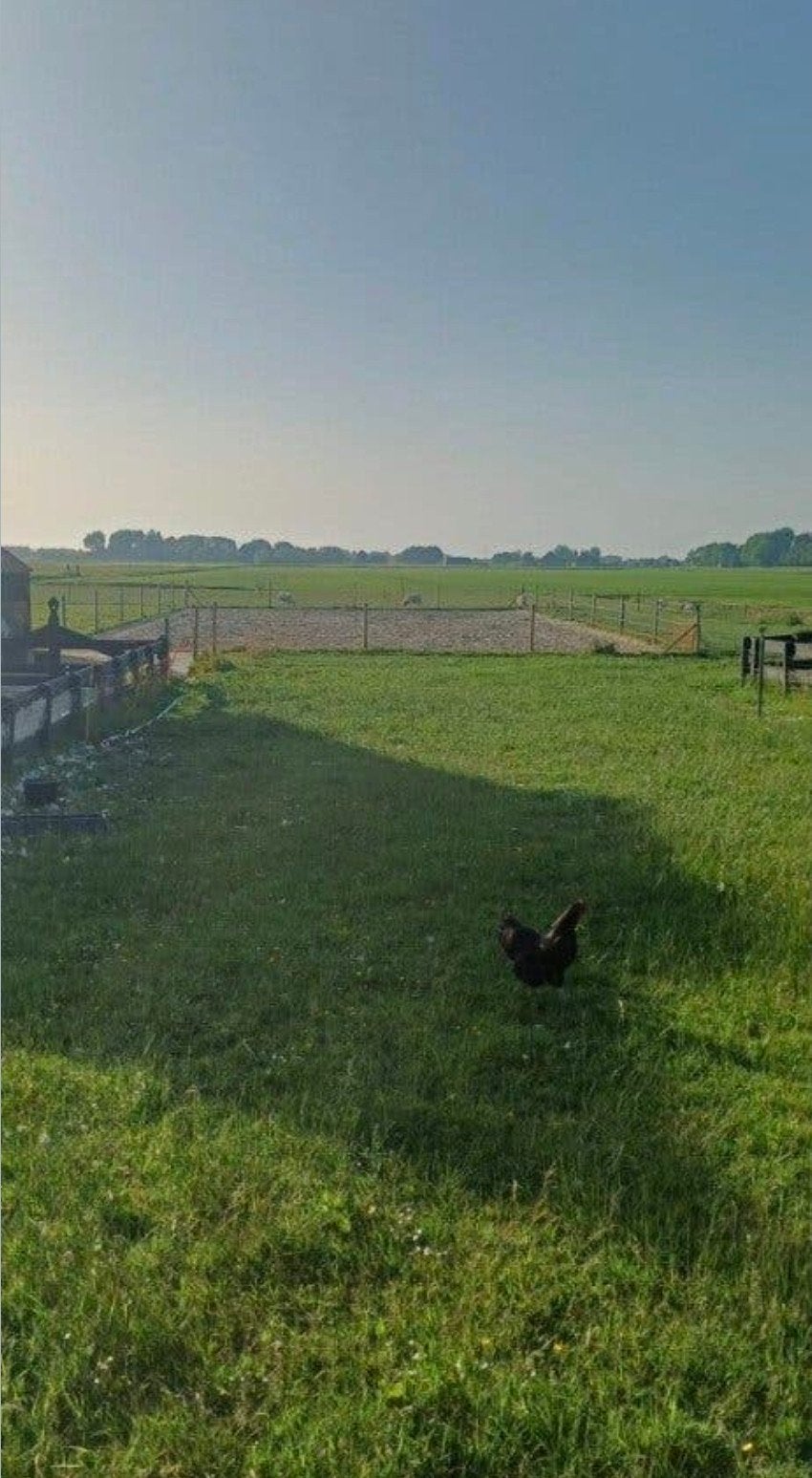 Stalling voor 2 a 3 paarden in eigen beheer Lutjewinkel NH, Stalling