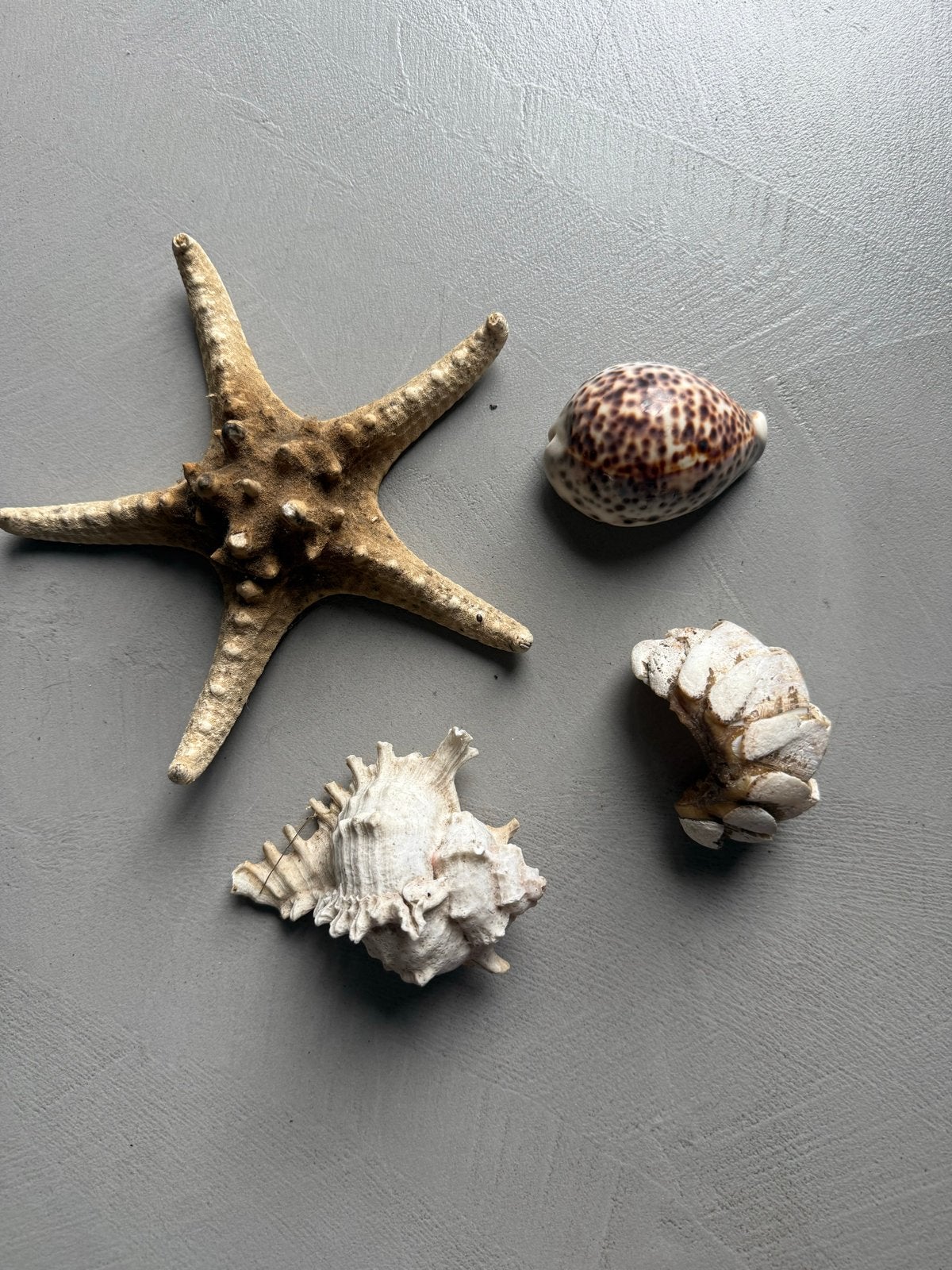 Decoratieve zeester en schelpen set, Ophalen, Gebruikt