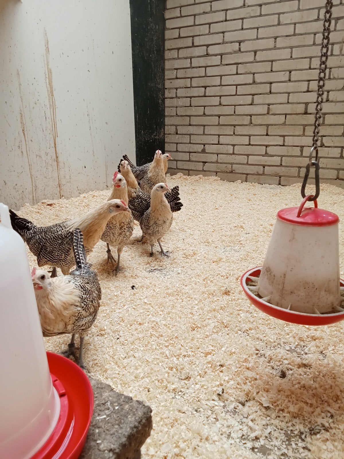 Mooie jonge Friese citroenpel kriel hennetjes tegen de leg, Dieren en Toebehoren, Vrouwelijk, Kip
