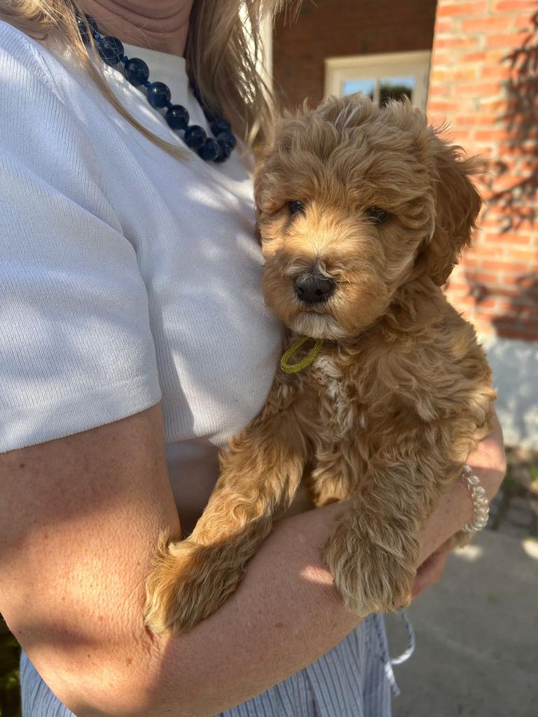 nog 3 schattige bruine Labradoodle x Australian Labra Doodle, 8 tot 15 weken, Parvo, Meerdere, Meerdere dieren