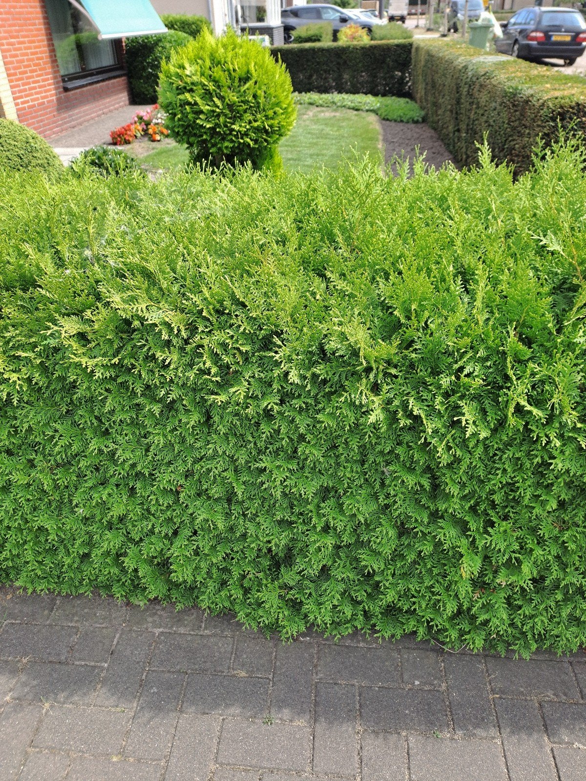 Haagconiferen gratis!, Ophalen, Overige soorten, 100 tot 250 cm
