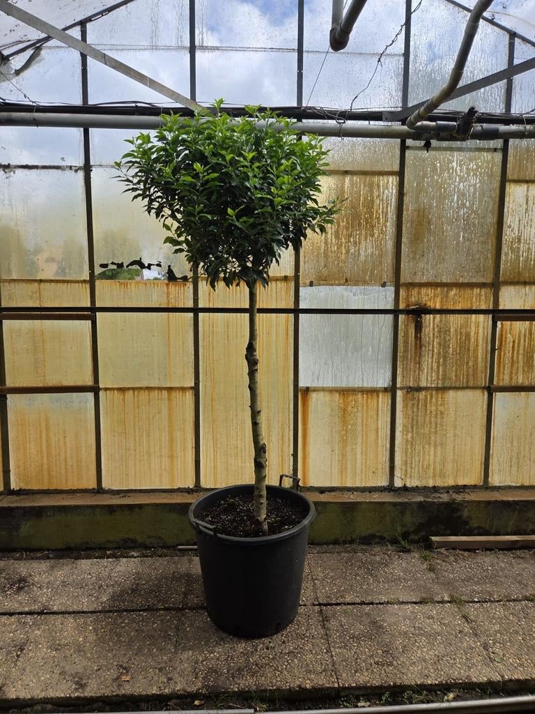 Portugese Laurier op stam - Prunus Lusitanica Angustifolia, Ophalen, Vaste plant, Overige soorten
