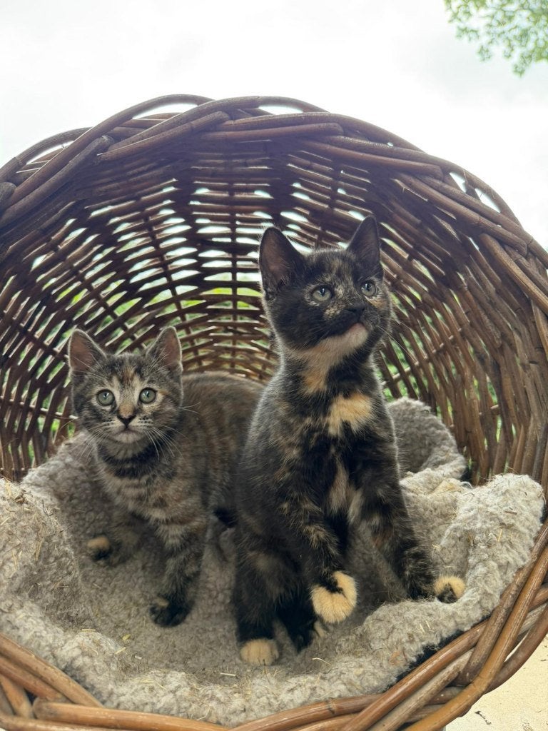 PRACHTIGE lieve (rode) kittens, Meerdere dieren, Kortharig, 0 tot 2 jaar