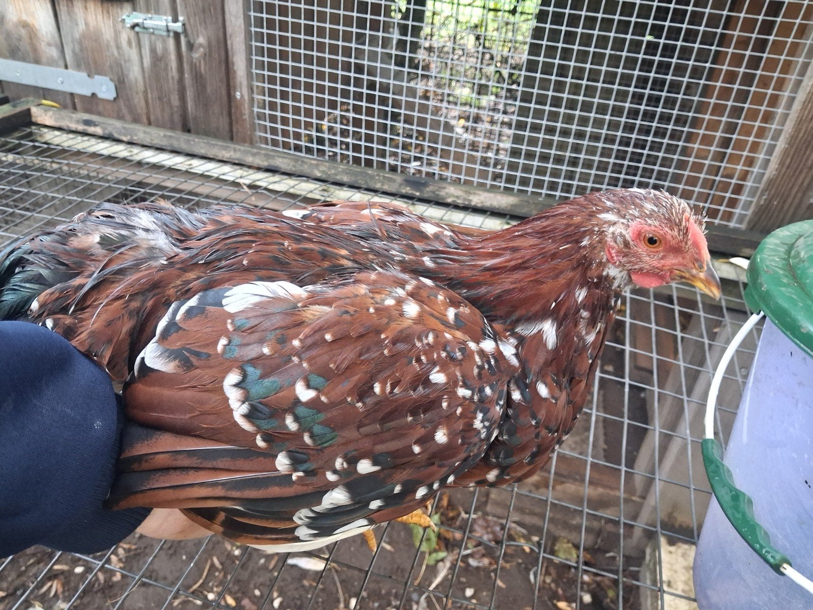 raszuiveren wyandotte haan, Dieren en Toebehoren