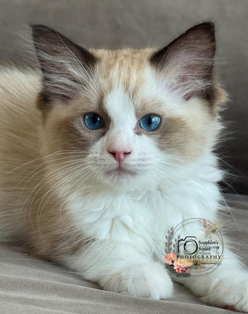Ragdoll kittens met stamboom en geteste ouders, Dieren en Toebehoren, Katten en Kittens | Raskatten | Langhaar, Meerdere dieren