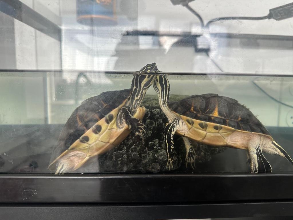 2 lieve, rustige schildpadden, Dieren en Toebehoren, Reptielen en Amfibieën, Schildpad, Met terrarium, 0 tot 2 jaar