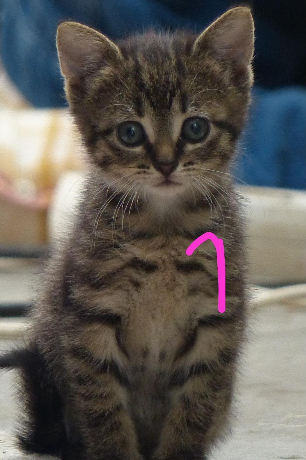 Prachtige boerderijkittens zoeken een thuis, Dieren en Toebehoren, Katten en Kittens | Overige Katten, Meerdere dieren