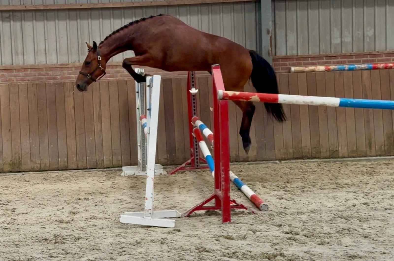 Deze mooie pony springt er bovenuit !, Dieren en Toebehoren, Met stamboom, Springpony, 3 tot 6 jaar, Onbeleerd