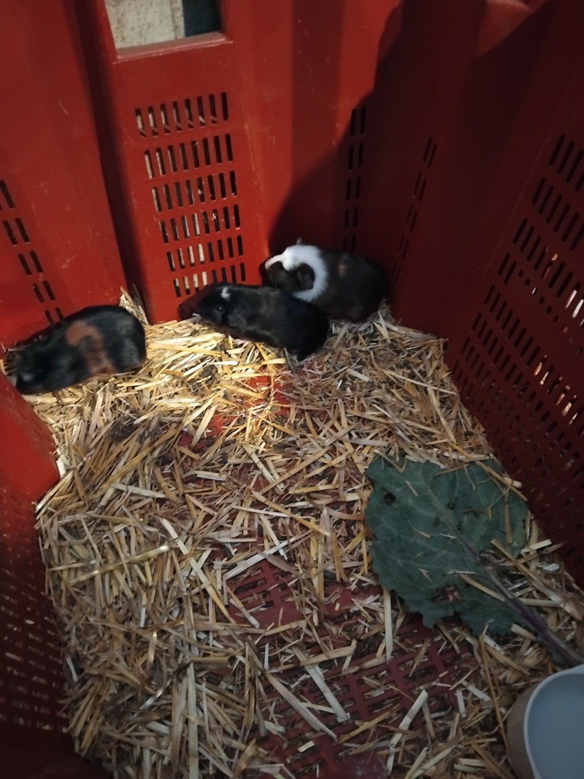 3 mooie zeugjes te koop, Dieren en Toebehoren, Knaagdieren, Juni, Vrouwelijk, Cavia
