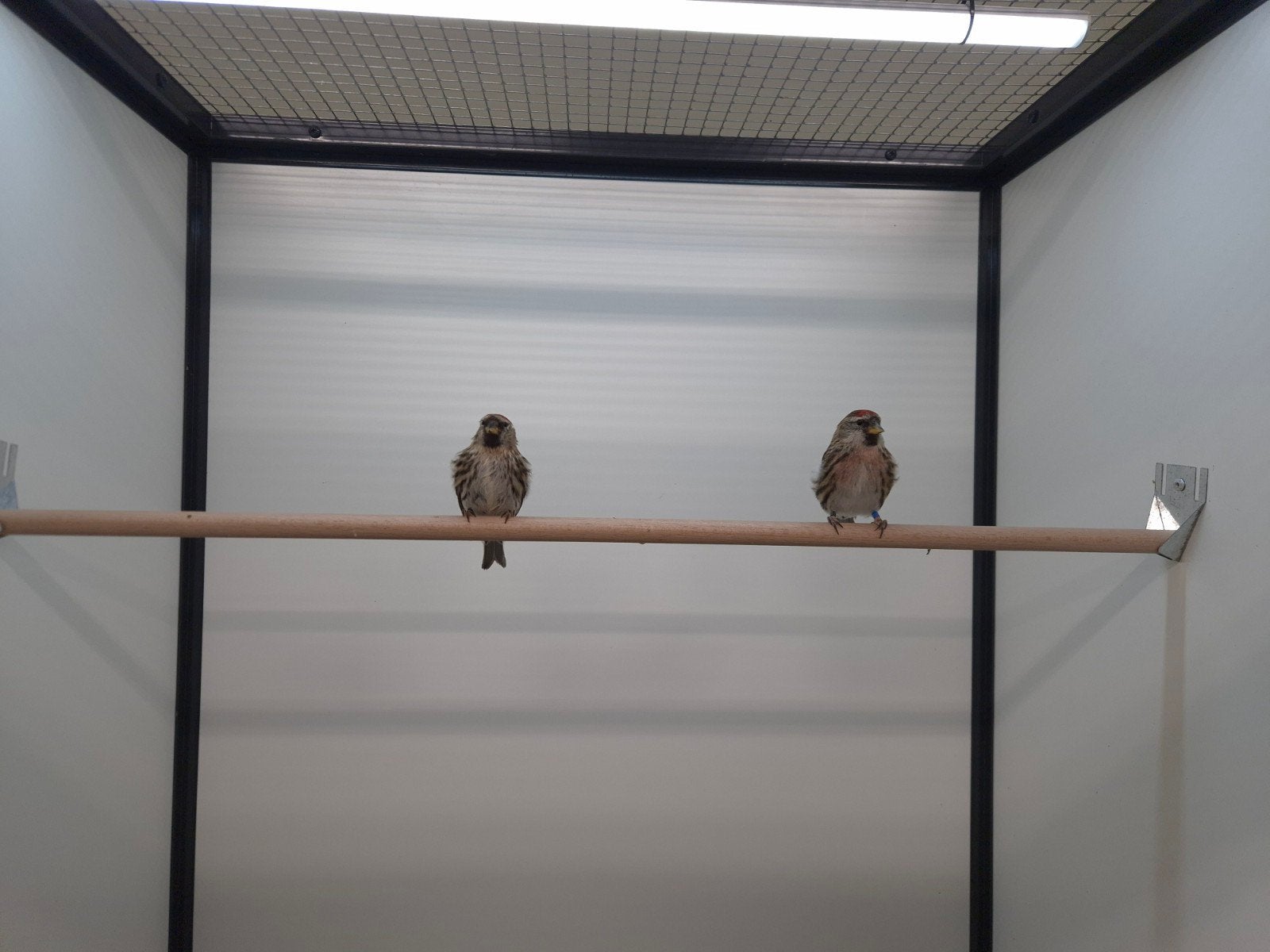 3-2 Noorse barmsijsen, Dieren en Toebehoren, Meerdere dieren, Wildzangvogel, Geringd