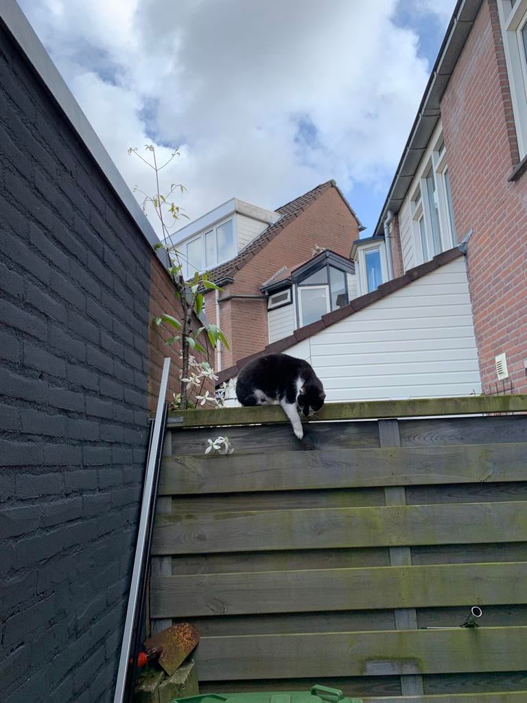 Gevonden kat zwart
