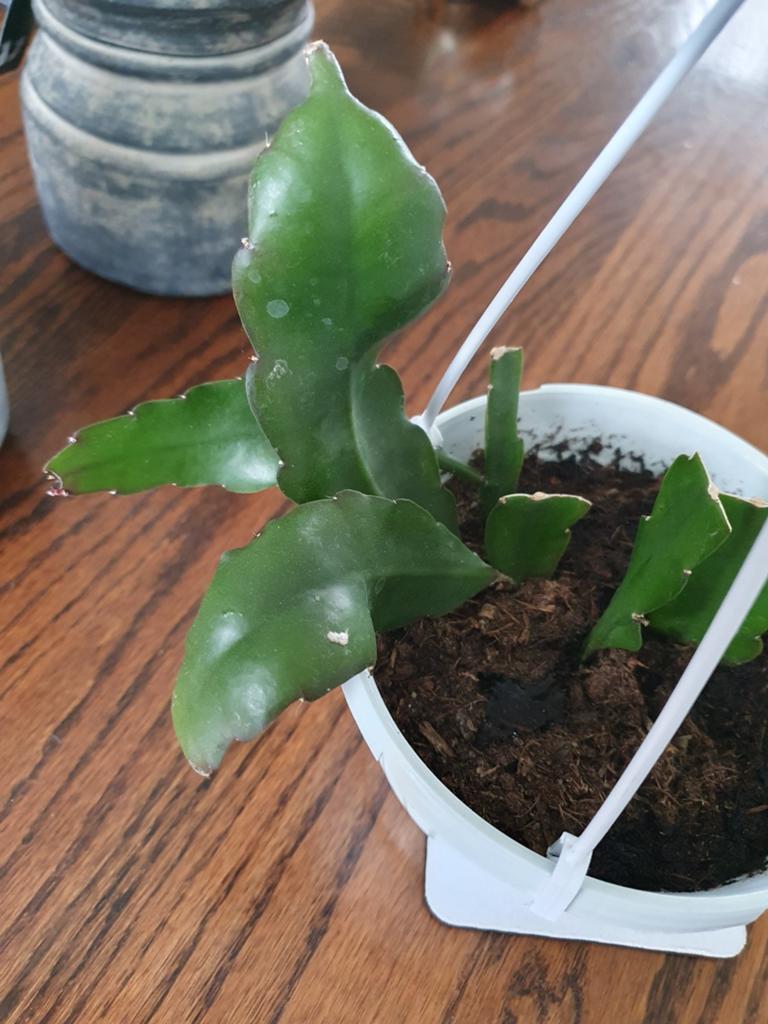 Mooie hangcactus met nieuwe uitlopers/bloemknoppen, Ophalen of Verzenden, Bloeit niet, Vaste plant, Halfschaduw
