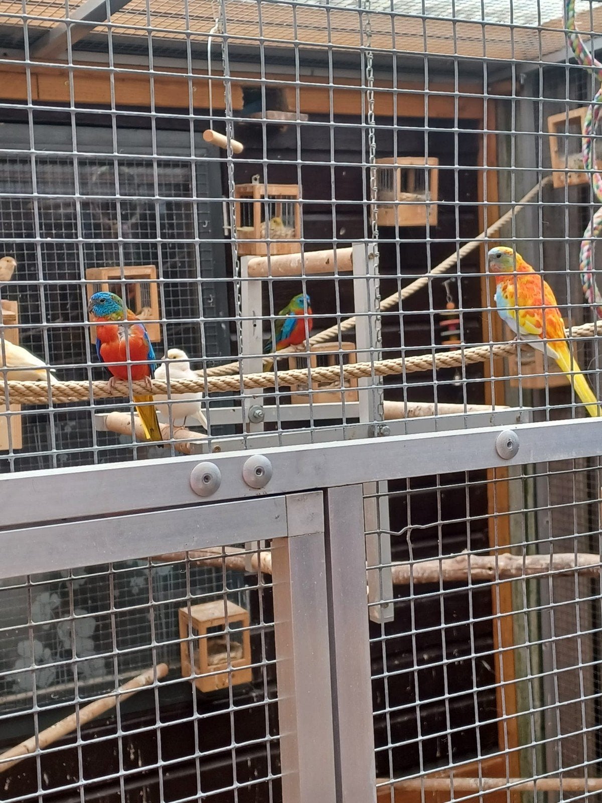 2 mooie koppels turquoisine parkieten, Dieren en Toebehoren, Vogels | Parkieten en Papegaaien, Meerdere dieren, Parkiet