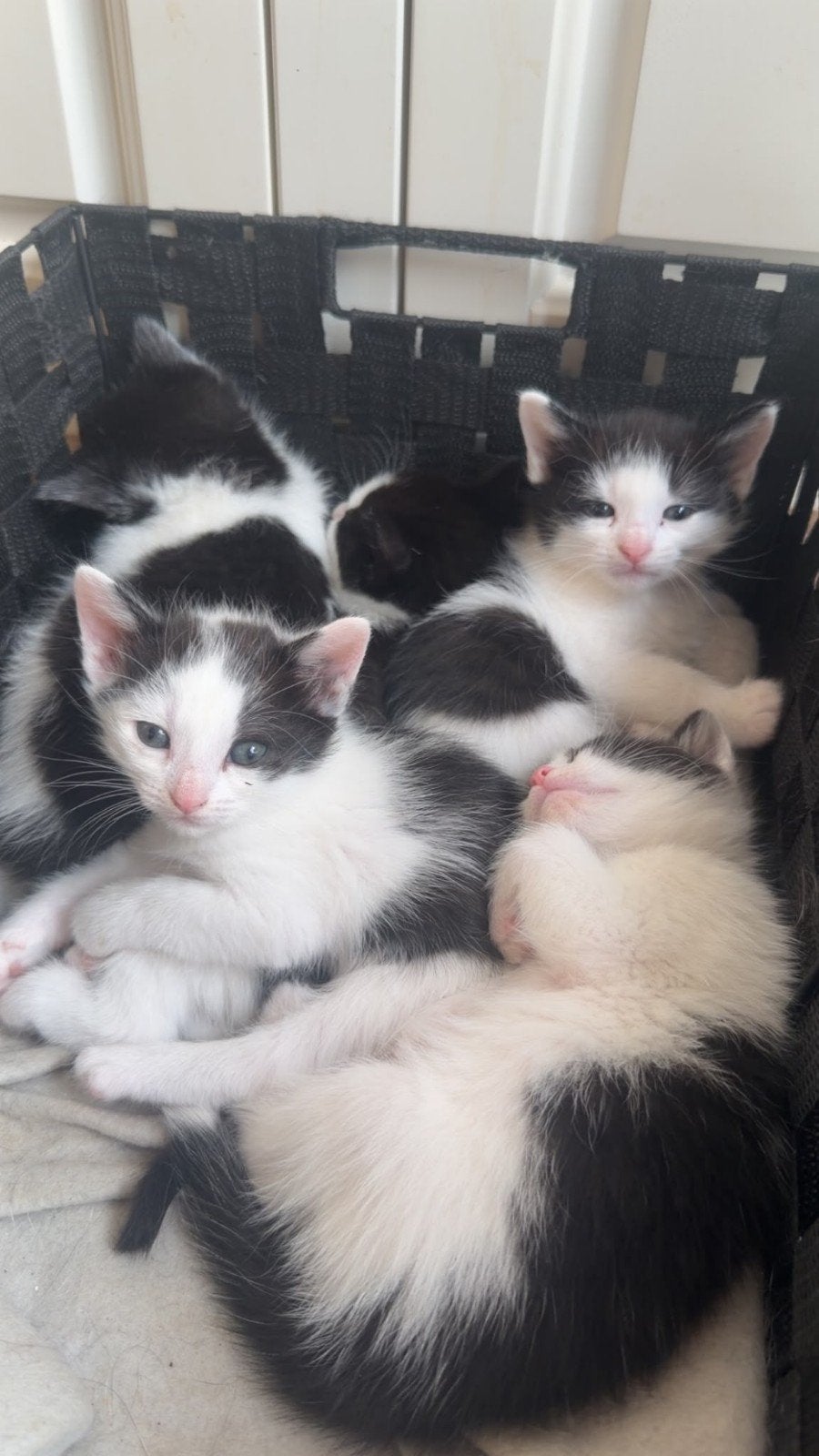 kittens
