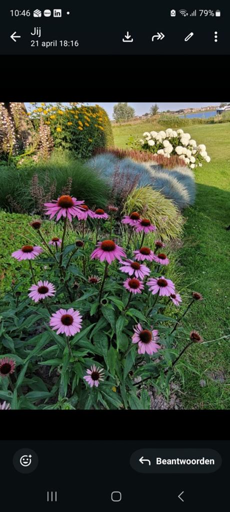 Tuinplanten in één koop of per plant of struik, Ophalen of Verzenden, Overige soorten, Halfschaduw